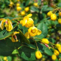 Berberis ceylanica C.K.Schneid.